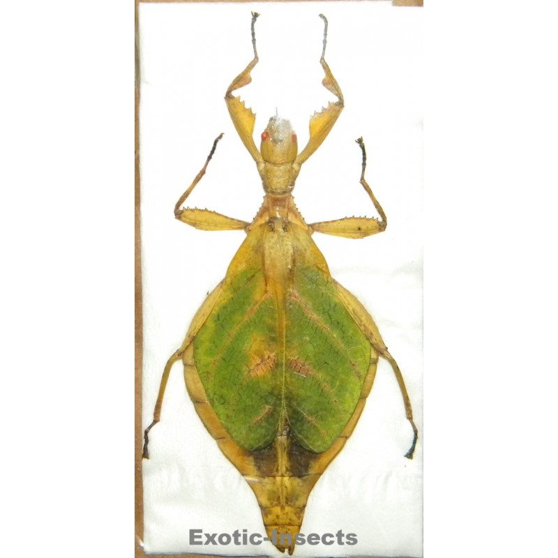 Comptaphyllium caudatum  SPECIMEN 02