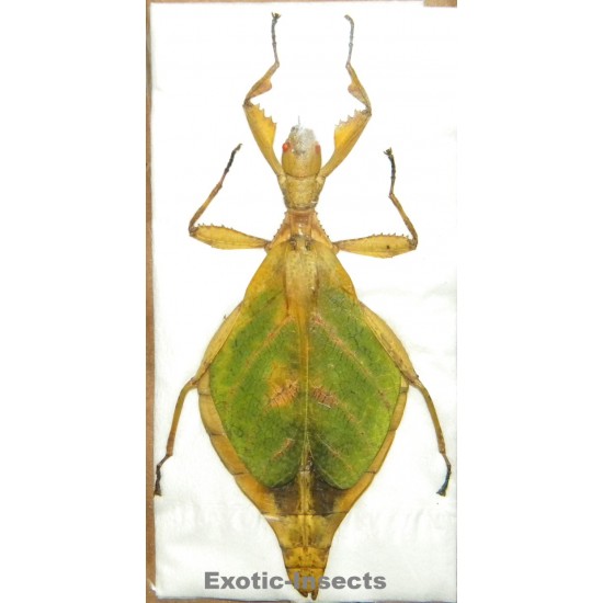 Comptaphyllium caudatum  SPECIMEN 02