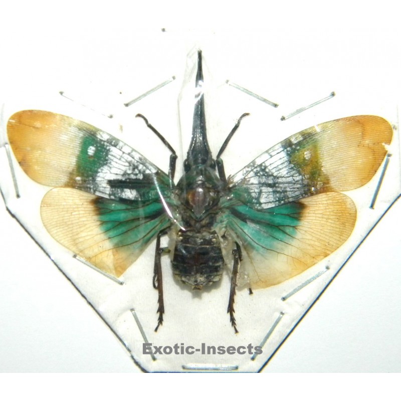 Pyrops farinosus