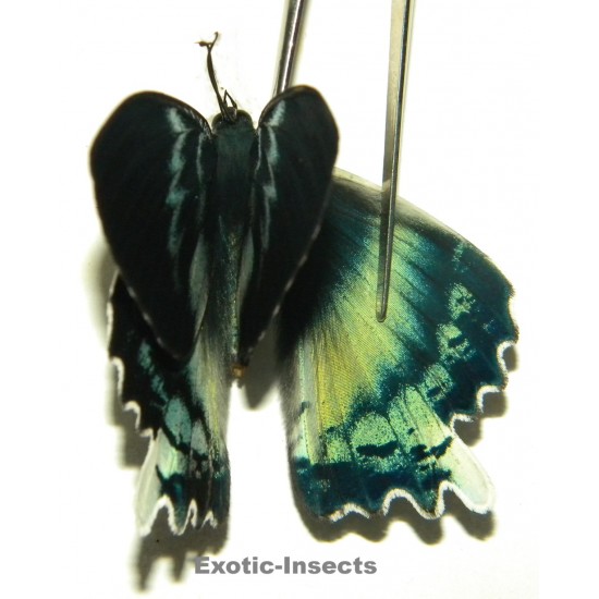 Alcides orontes ABERRATION 02