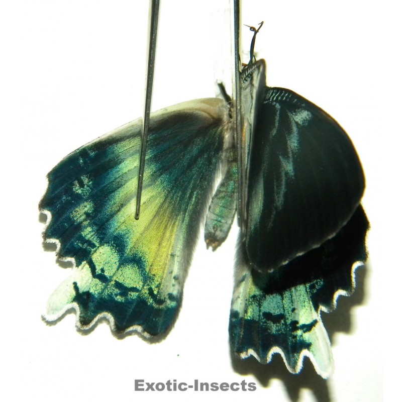 Alcides orontes ABERRATION 02