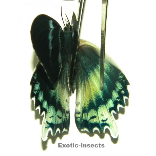 Alcides orontes ABERRATION 03