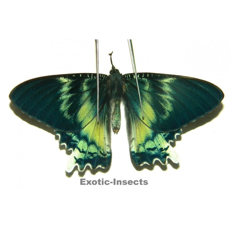 Alcides orontes ABERRATION 02