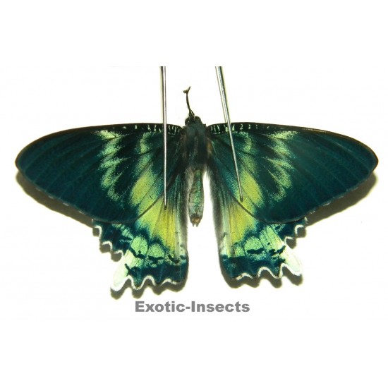 Alcides orontes ABERRATION 02