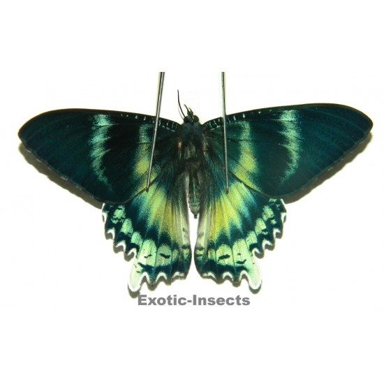 Alcides orontes ABERRATION 03