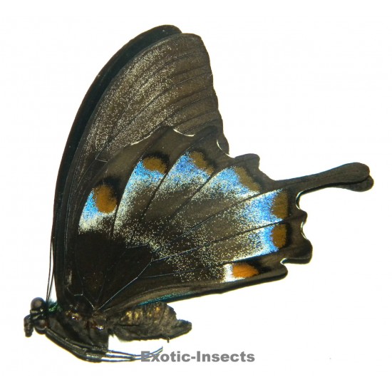 Papilio ulysses ulysses ABERRATION 24