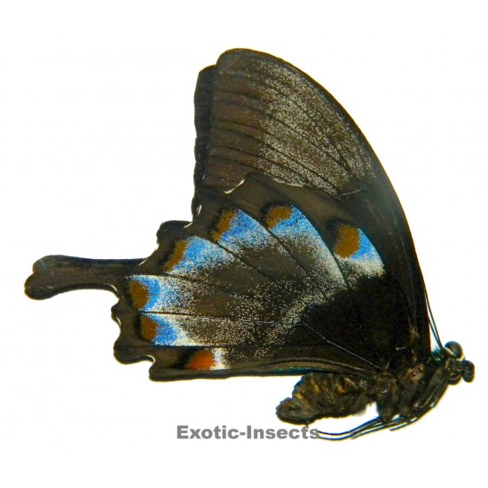 Papilio ulysses ulysses ABERRATION 24