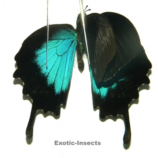 Papilio ulysses ulysses ABERRATION 24