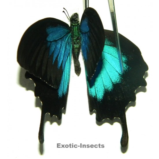 Papilio ulysses ulysses ABERRATION 24