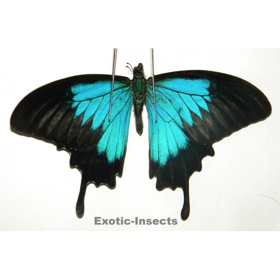 Papilio ulysses ulysses ABERRATION 24