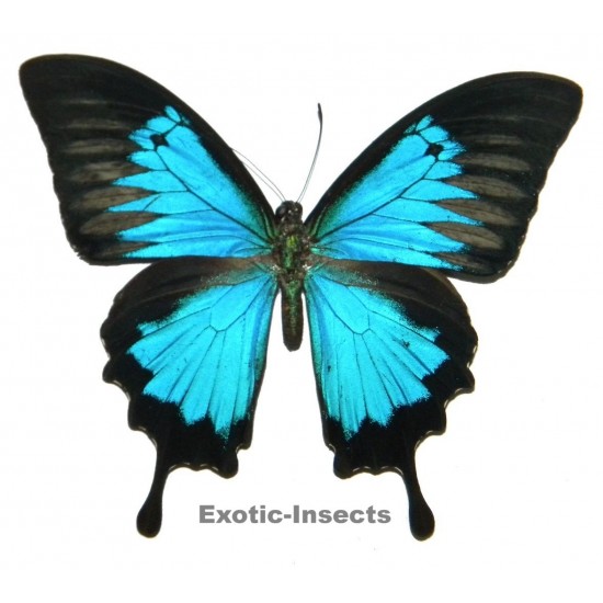 Papilio ulysses ulysses ABERRATION 24