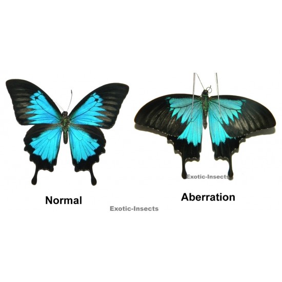 Papilio ulysses ulysses ABERRATION 25