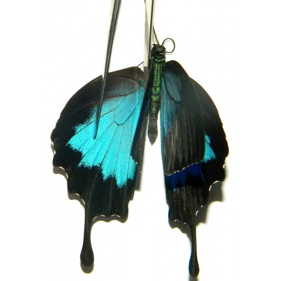 Papilio ulysses ulysses ABERRATION 25