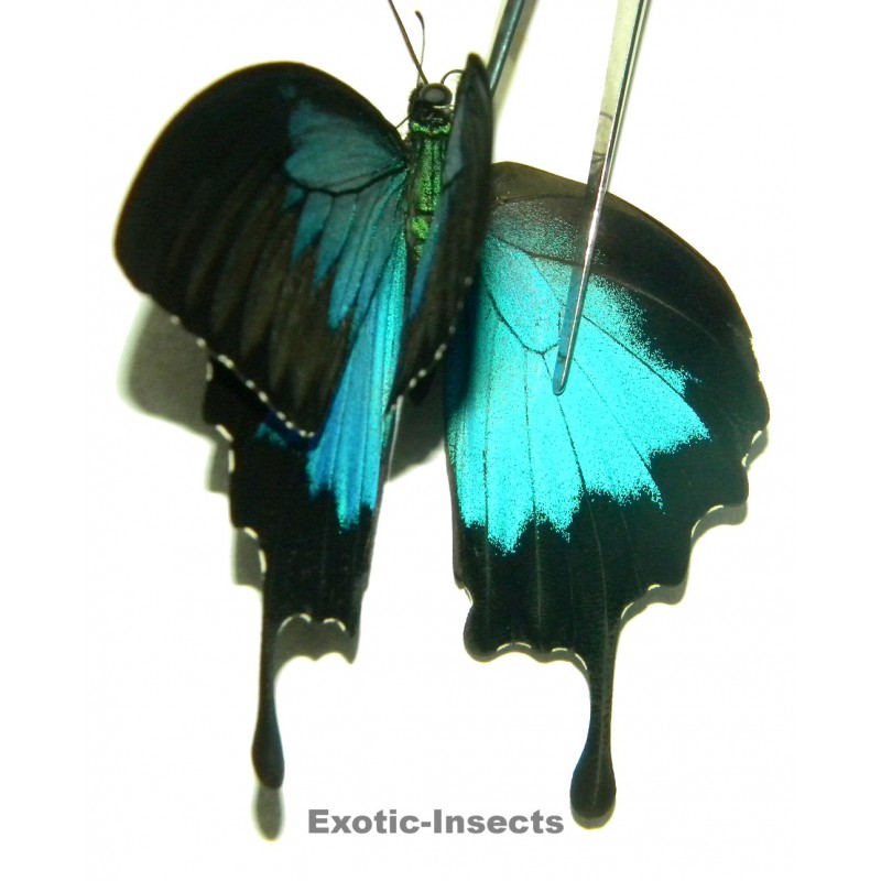 Papilio ulysses ulysses ABERRATION 25