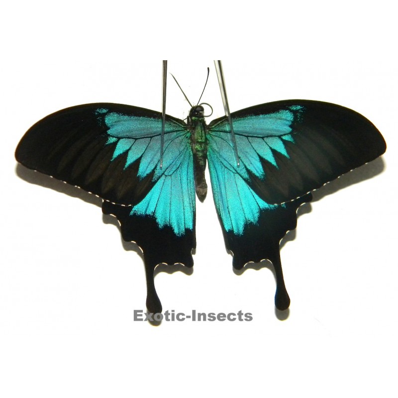 Papilio ulysses ulysses ABERRATION 25