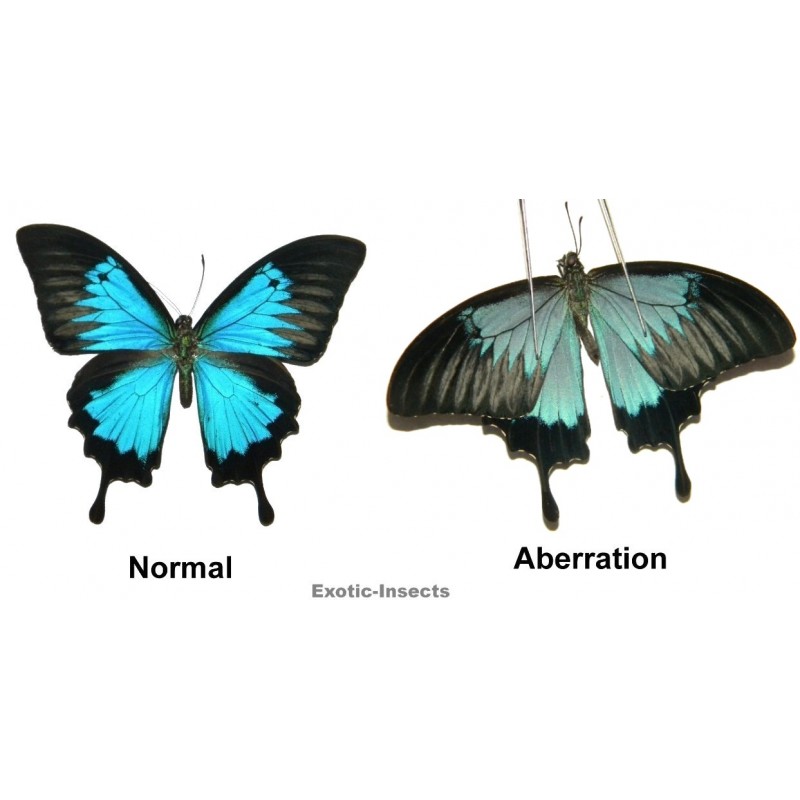 Papilio ulysses ulysses ABERRATION 27