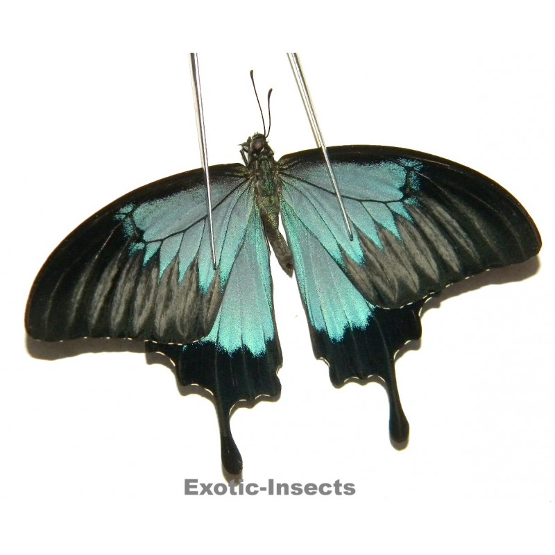 Papilio ulysses ulysses ABERRATION 27