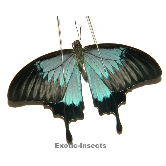 Papilio ulysses ulysses ABERRATION 27