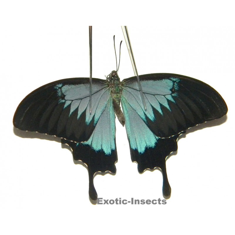 Papilio ulysses ulysses ABERRATION 27