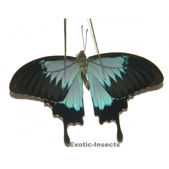 Papilio ulysses ulysses ABERRATION 27