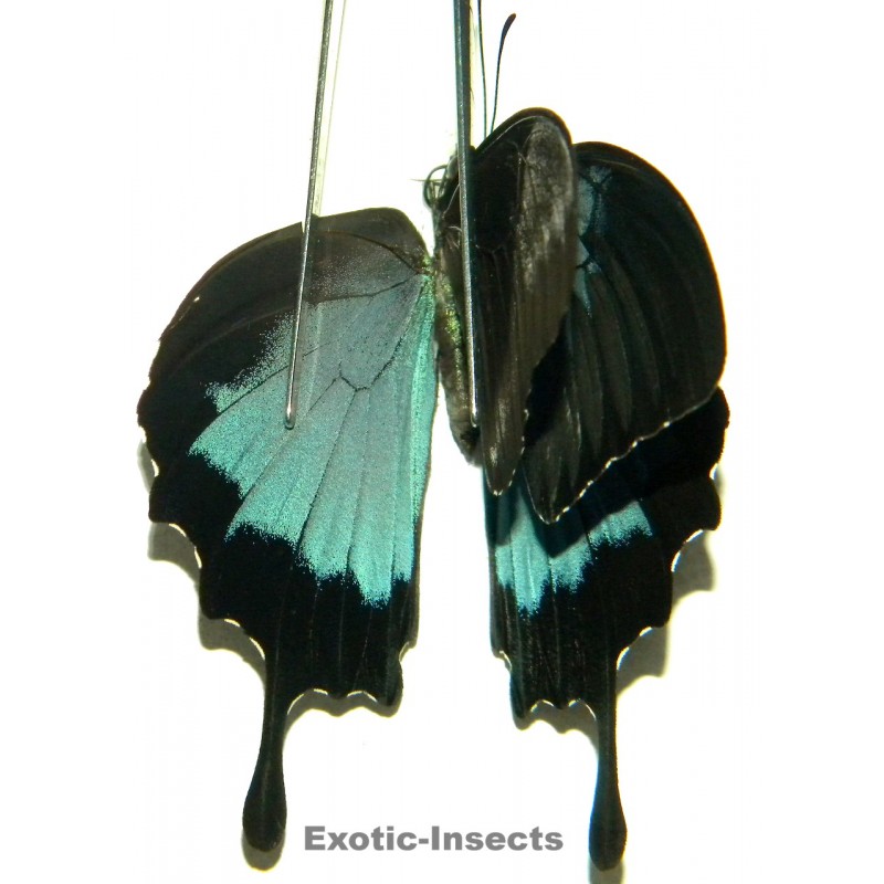 Papilio ulysses ulysses ABERRATION 27