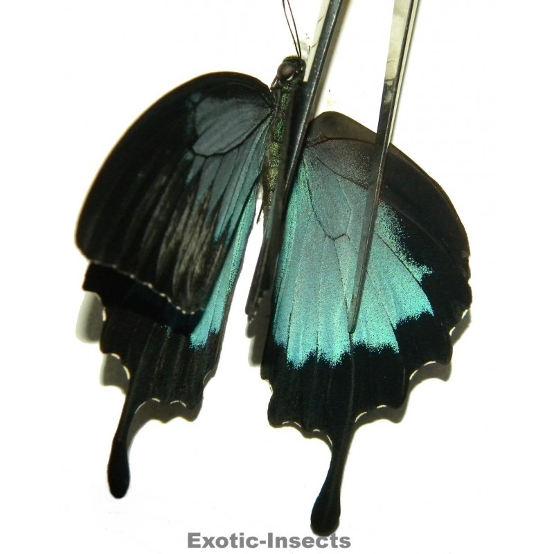 Papilio ulysses ulysses ABERRATION 27