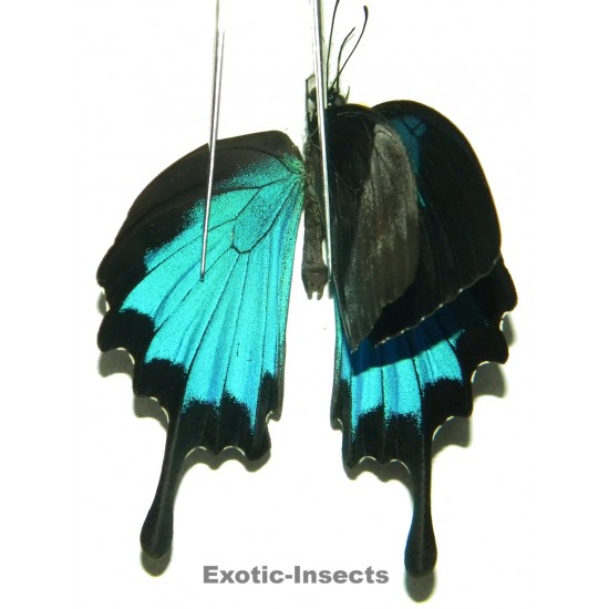 Papilio ulysses ulysses ABERRATION 28