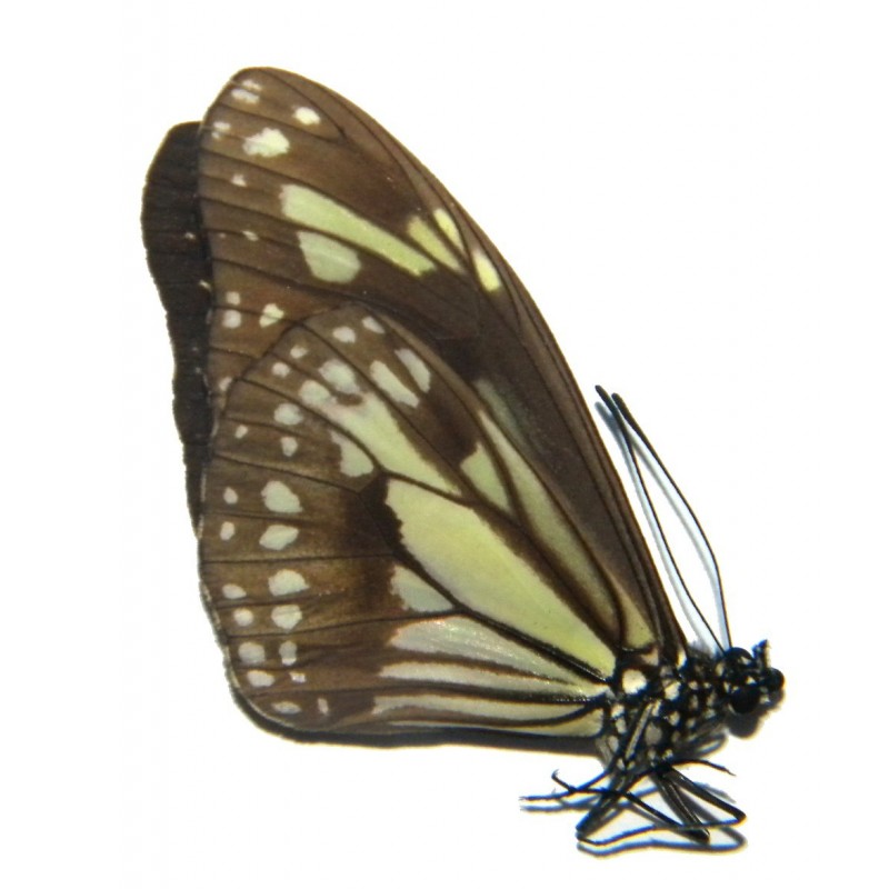 Parantica timorica