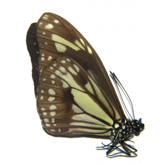 Parantica timorica