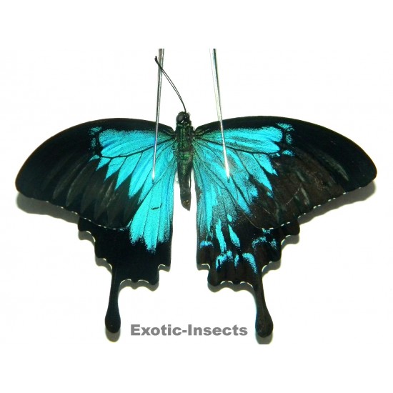 Papilio ulysses ulysses  GYNANDROMORPH 02