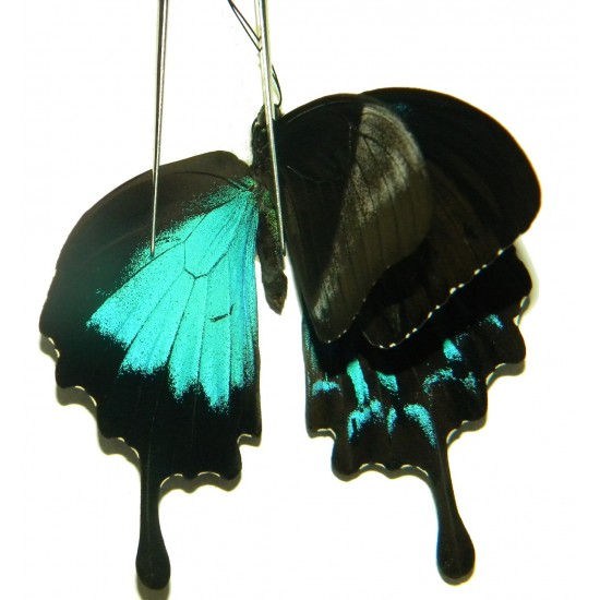Papilio ulysses ulysses  GYNANDROMORPH 02