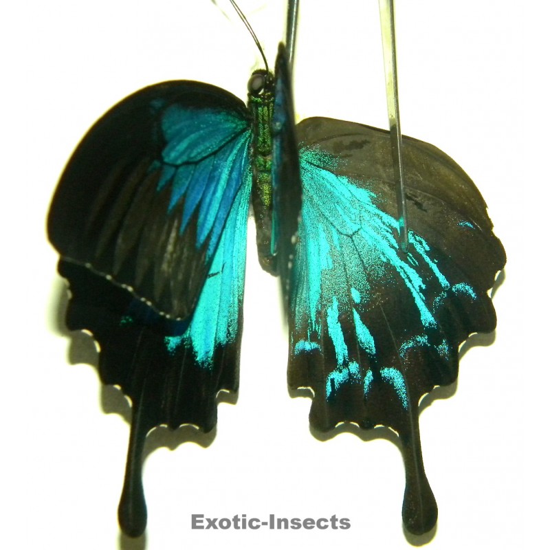 Papilio ulysses ulysses  GYNANDROMORPH 02