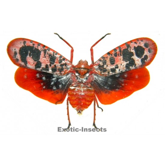 Aphaena satrapa