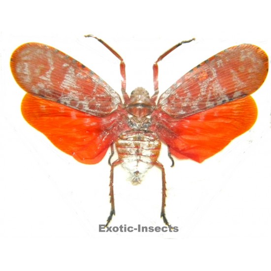 Aphaena satrapa
