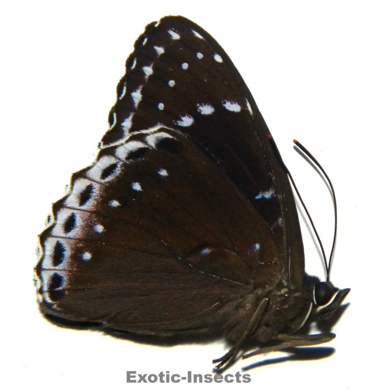 Stibochiona coresia coresia