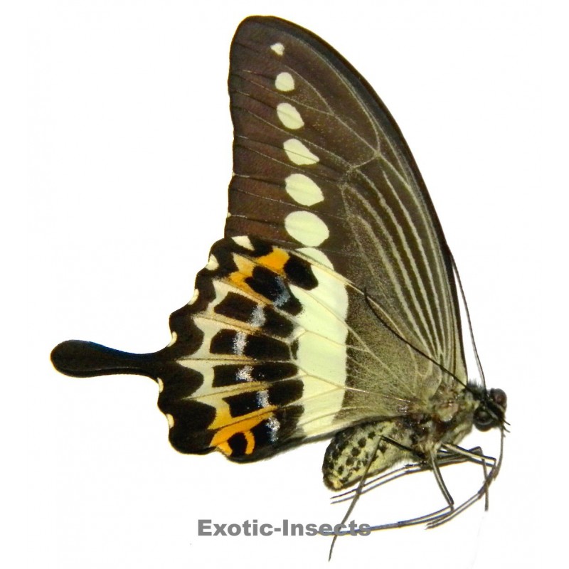Papilio demolion demolion
