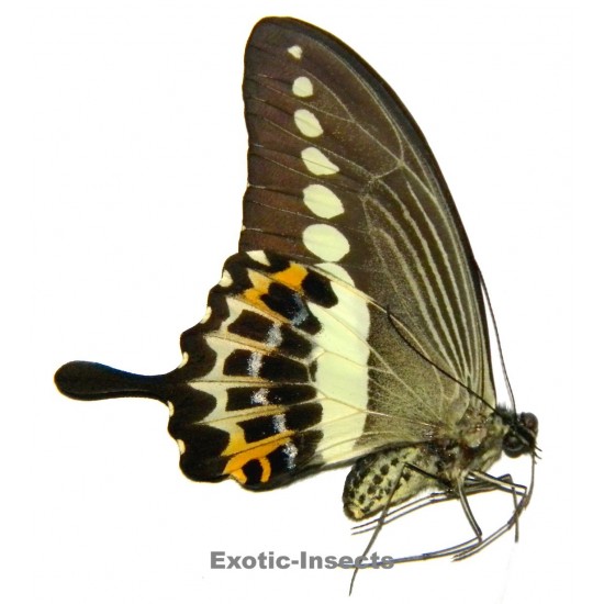 Papilio demolion demolion