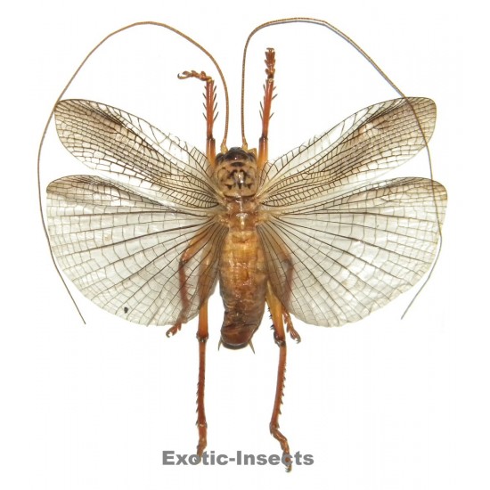 Gryllacrididae sp.13