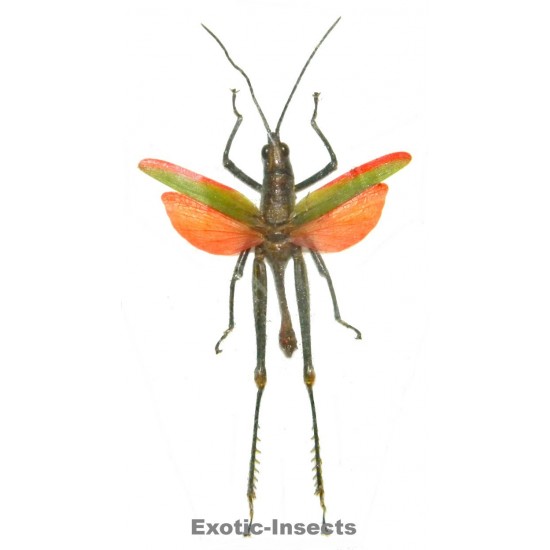 Orthoptera sp.72