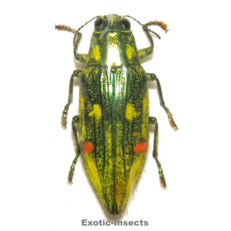Chrysodema sp.04