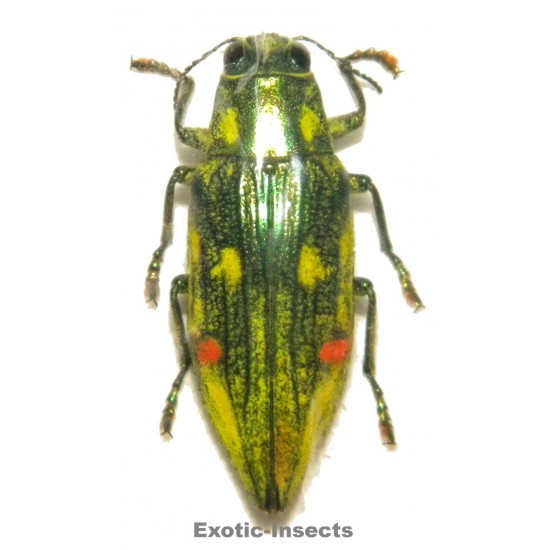 Chrysodema sp.04
