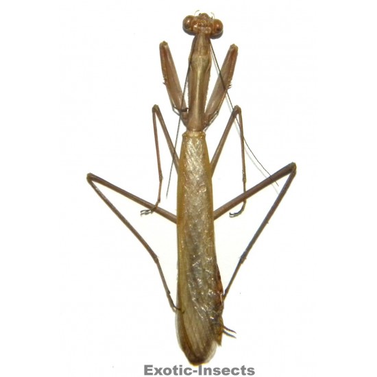 Pseudomantis albotimbriata