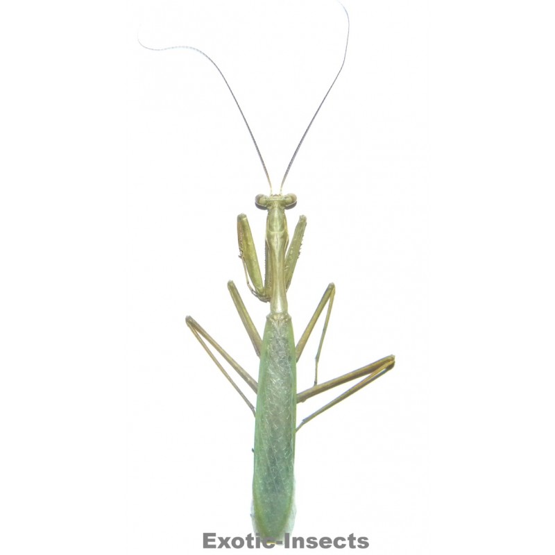Pseudomantis albotimbriata  GREEN FORM
