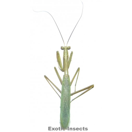 Pseudomantis albotimbriata  GREEN FORM