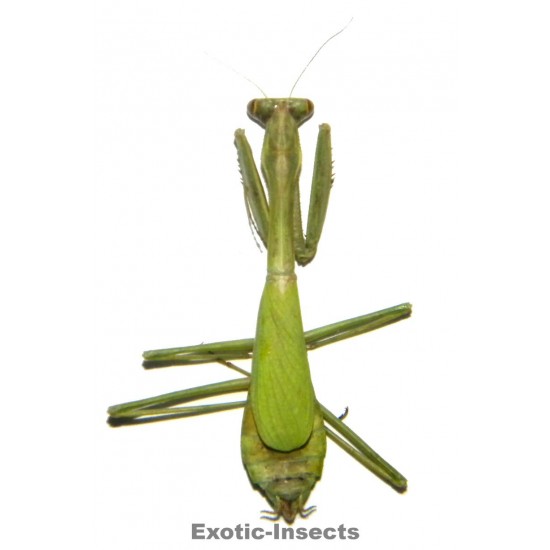 Pseudomantis albotimbriata