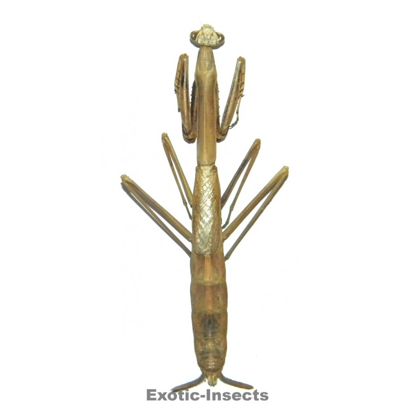 Archimantis sobrina