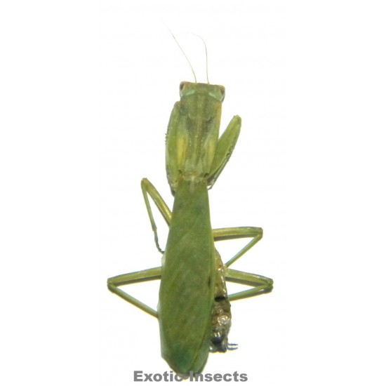 Orthodera ministralis
