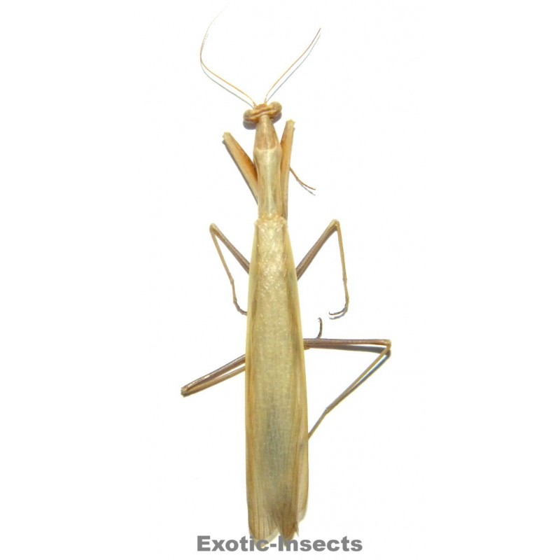 Mantis octospilota