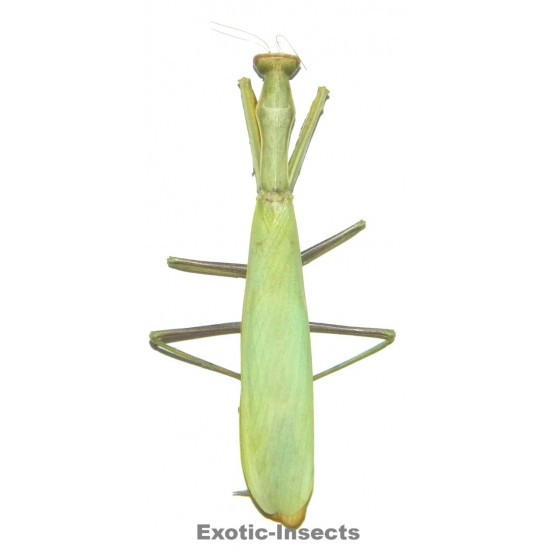 Mantis octospilota  GREEN FORM