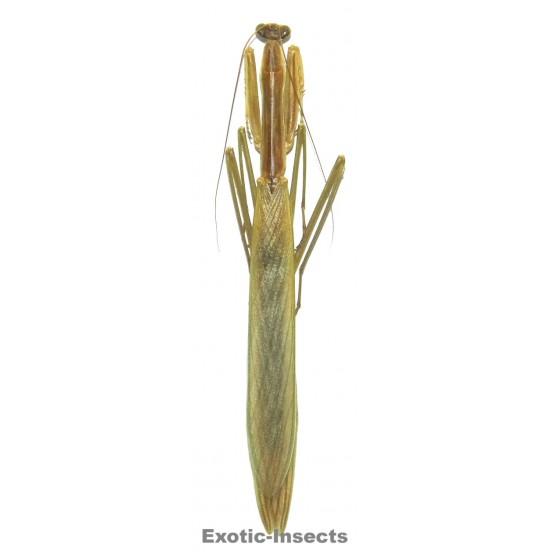 Tenodora australasiae